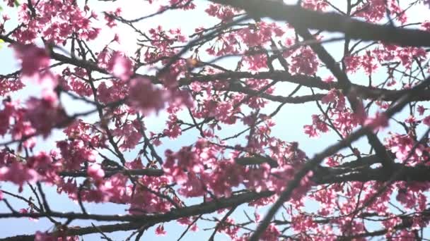 桜 — ストック動画