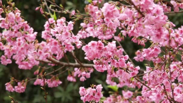 Fleur de cerisier — Video