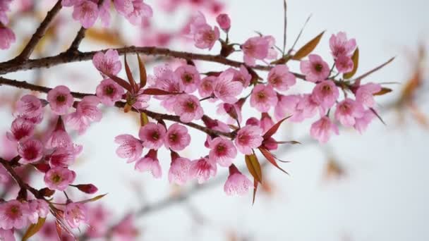 Cerisier en fleur au printemps — Video