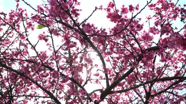 Flor de cereja com luz solar — Vídeo de Stock