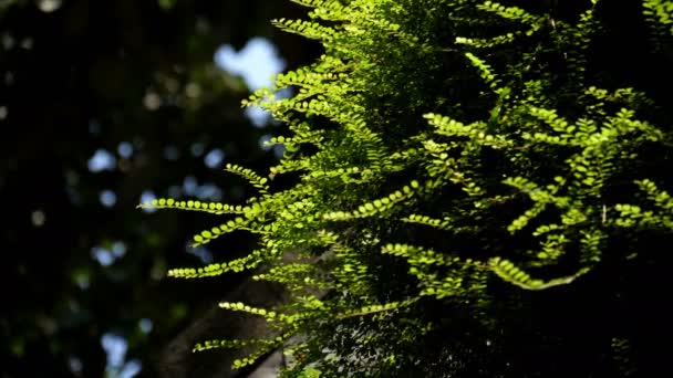 Farngrüne Natur — Stockvideo