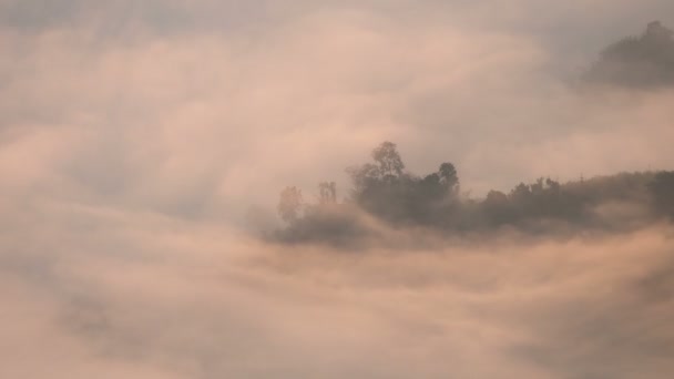 Forêt de brouillard 