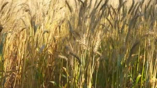 Campo de grano — Vídeo de stock