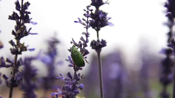 Зеленый жук на потоках — стоковое видео
