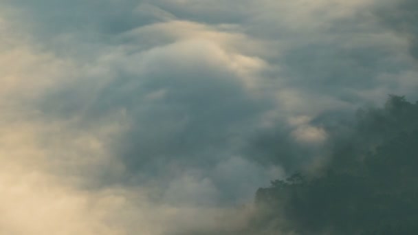 forêt de brouillard mystique 