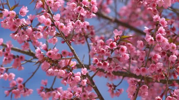 Flor de cerezo rosa — Vídeos de Stock