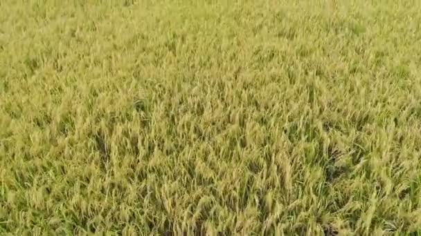 Pirinç tarlaları — Stok video