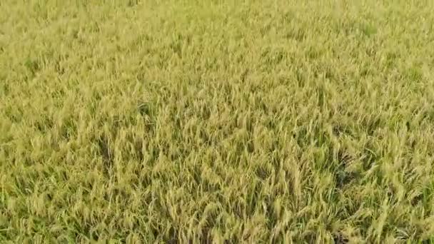 Campos de arroz — Vídeos de Stock