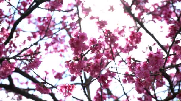 Flor de cereja Sakura — Vídeo de Stock