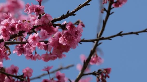 Цветок сакуры — стоковое видео