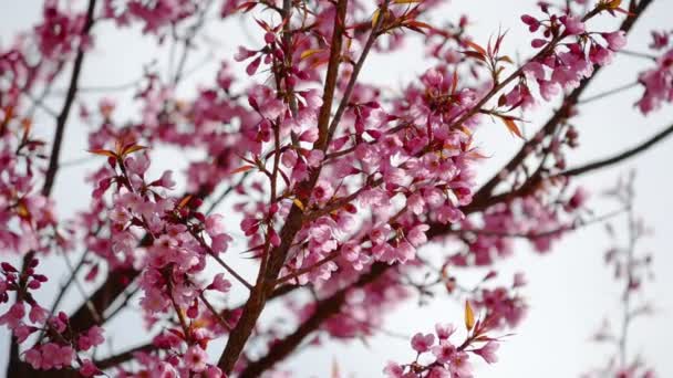 Flor de cereja Sakura — Vídeo de Stock