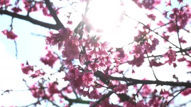 Flor de cereja Sakura — Vídeo de Stock