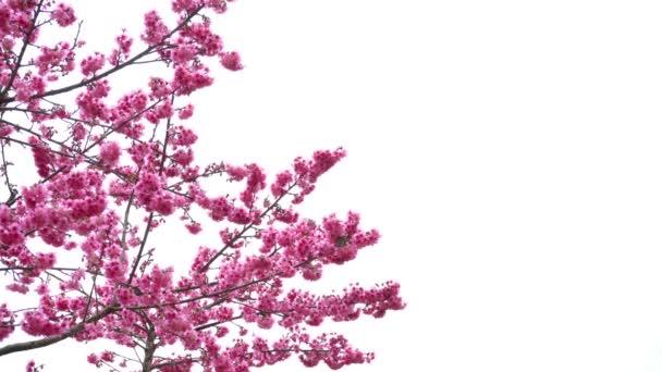 Sakura on white background — Stock Video