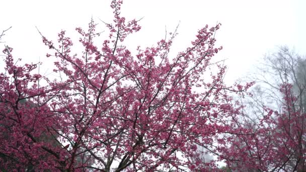 Flor de cereja Sakura — Vídeo de Stock