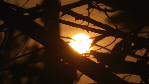 Silhuett solnedgång gren — Stockvideo