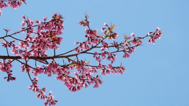 Frühlingsblüte — Stockvideo