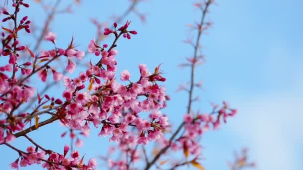 Flor da Primavera — Vídeo de Stock