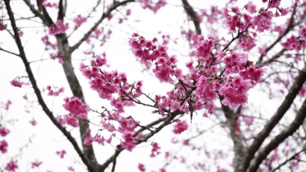 Flor da Primavera — Vídeo de Stock