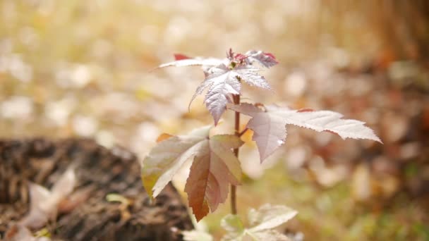 Se acerca la primavera — Vídeo de stock