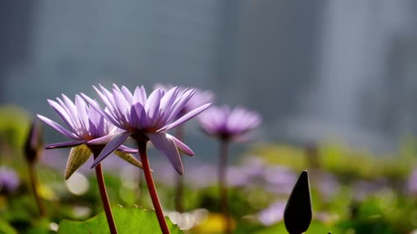 Zen Garden View Of A White Lotus — Stock Video