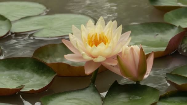 Vista del jardín zen de un loto blanco — Vídeos de Stock