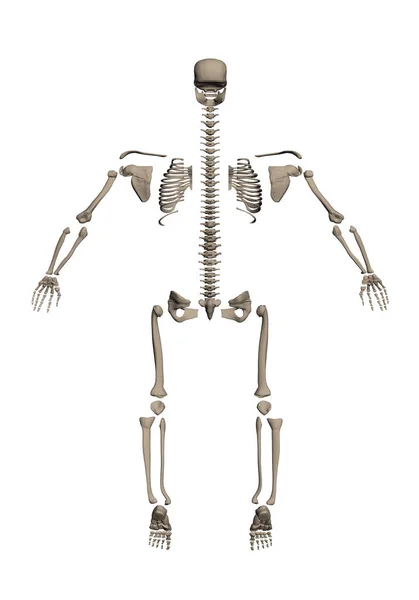 Squelette démonté sur os — Image vectorielle