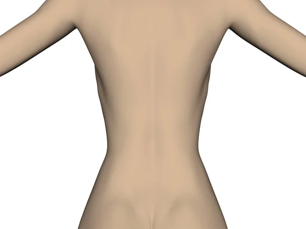 Dos féminin avec une taille élancée — Image vectorielle