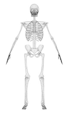 Poligonal insan iskeleti