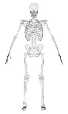 Poligonal insan iskeleti