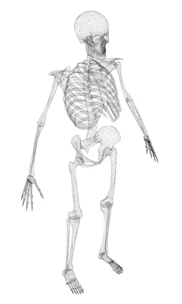 Sokszögű emberi csontváz — Stock Vector