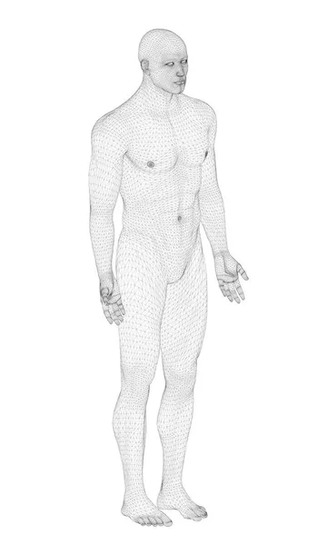 Чоловіча модель в 3D — стоковий вектор