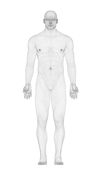 Мужская модель в 3D — стоковый вектор