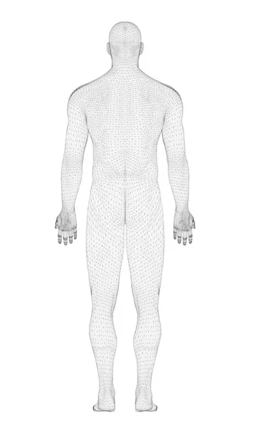 Modelo masculino en 3D — Archivo Imágenes Vectoriales