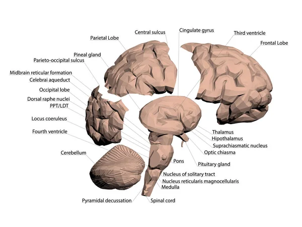Estructura del cerebro humano — Vector de stock