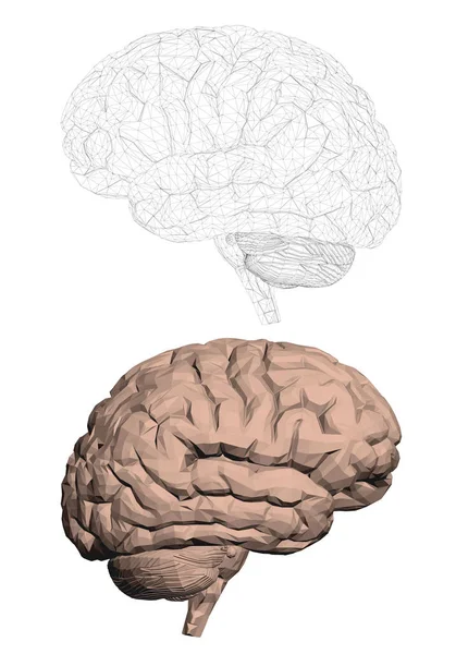 인간 두뇌의 구조 — 스톡 벡터