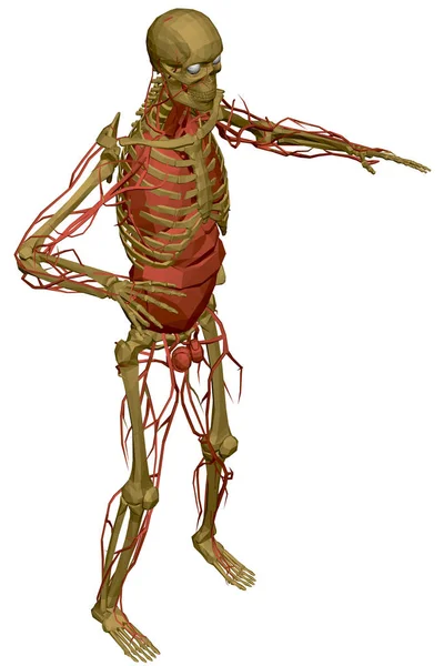 Esqueleto humano com vasos sanguíneos e órgãos internos. Modelo poligonal do esqueleto humano. 3D. Vista isométrica. Ilustração vetorial —  Vetores de Stock