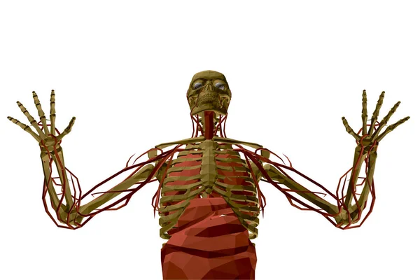 Esqueleto humano com vasos sanguíneos e órgãos internos. Modelo poligonal do esqueleto humano. 3D. Vista frontal. Ilustração vetorial —  Vetores de Stock