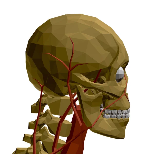 Cráneo humano con vasos sanguíneos y órganos internos. Modelo poligonal del esqueleto humano. 3D. Vista lateral. Ilustración vectorial — Archivo Imágenes Vectoriales