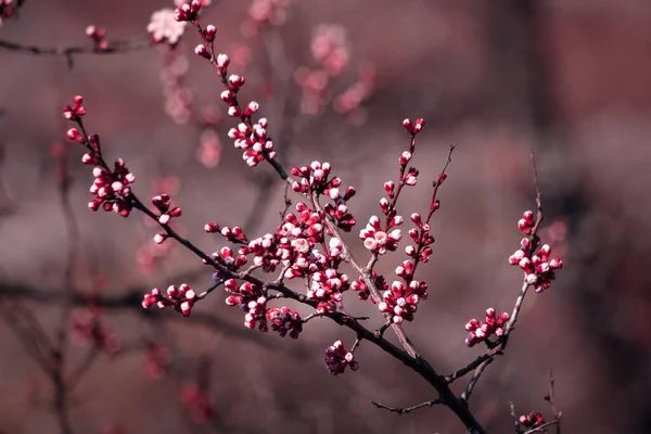 Цвіте Гілка Плодових Дерев Розмитому Рожевому Тлі Простір Тексту — стокове фото