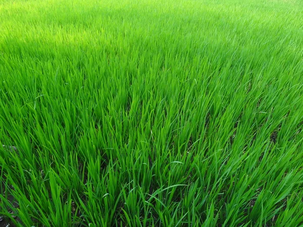 天然背景的绿稻田 — 图库照片