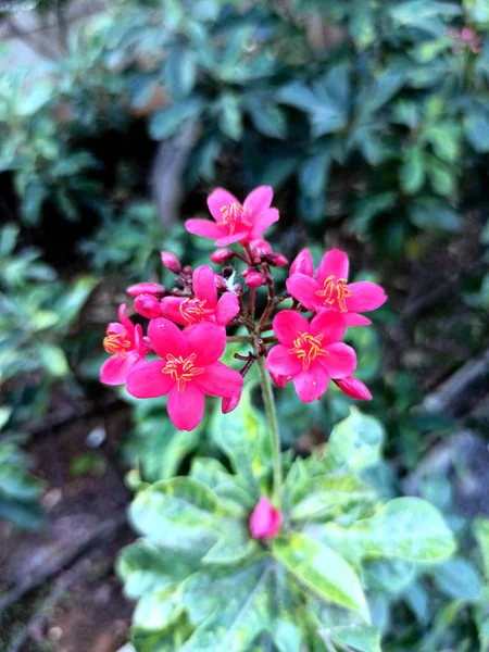 Rosa Blumen Blühen Mit Verschwommenem Grünem Hintergrund — Stockfoto