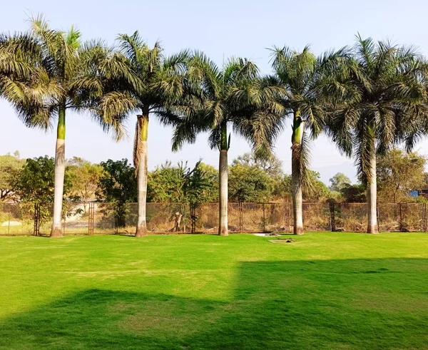 Coconut trees in agricultural park with nice grassland