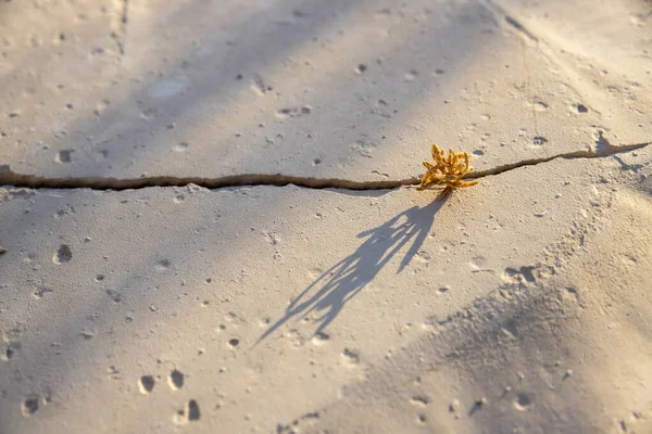 Planta seca crescendo em uma rachadura lançando uma sombra na superfície seca da terra no deserto da Judéia — Fotografia de Stock