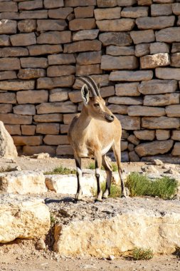 Ramon Krateri 'nde taş bir duvara karşı Nubia keçisi