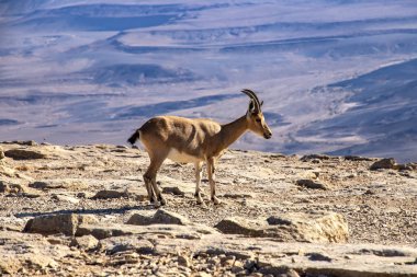Ramon Krateri 'nin arka planında kayalık bir yüzeyde duran Nubian keçisi.