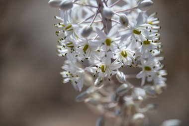 White Drimia maritima flowers close up on blurred background clipart