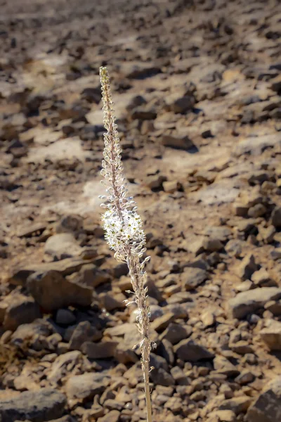 Drimia maritima bloemen op een rotsachtig oppervlak — Stockfoto