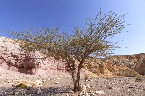 Acacia träd i den Erosiva färgade kullarna i Red Canyon i Eilat bergen — Stockfoto