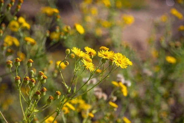 Amarelo flores crisântemo selvagem em um fundo verde desfocado — Fotografia de Stock