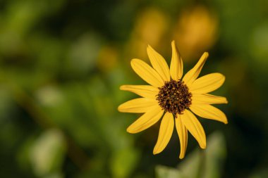 Sarı helianthus schweinitzii çiçeği, yeşil bulanık arkaplanı kaplar.